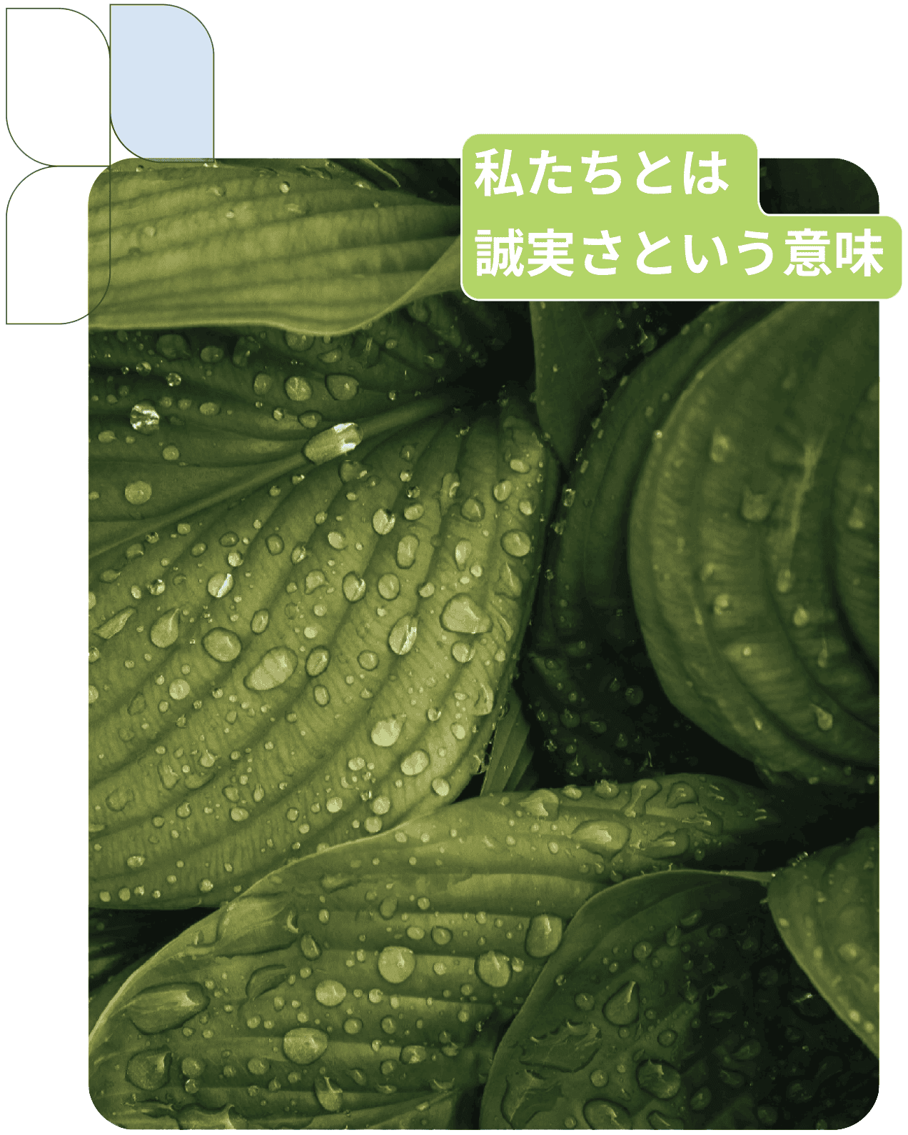 green leaves with dew and text
